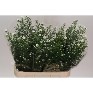 Freshy Aster “Monte Casino Impatiens” | Colour: White | Length ± 85 centimetre | Per 25 stems fresh flowers