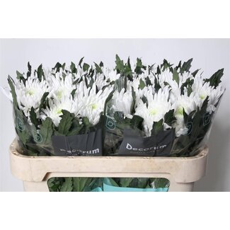 Freshy Deco Chrysanthemum Chrysanthemum “Topspin” | Colour: White | Length ± 70 centimetre | Per 10 fresh flowers