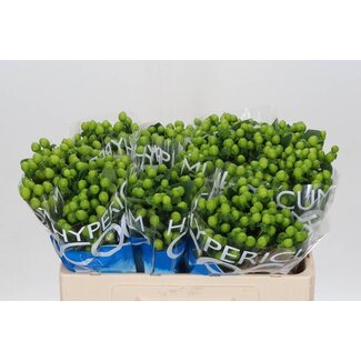 Freshy Hypericum Johanniskraut “Coco Bamboo” | Farbe: Grün | Länge ± 50 centimeter | Pro 20 Stiele frische Blumen