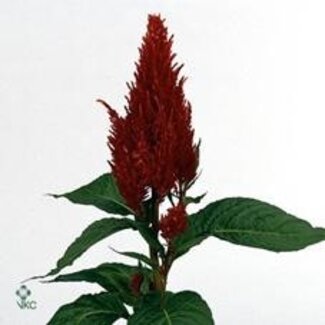 Freshy Celosia Cristata “Centurion Fire” | Colour: Red | Length ± 70 centimeter | Per 20 fresh flowers