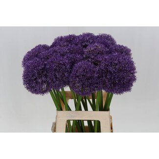 Freshy Allium Sierui “Pinball Wizard” | Kleur: Paars | Lengte ± 65 centimeter | Per 10 stelen verse bloemen