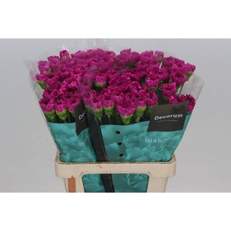 Freshy Holländische Nelke “Frenesí” | Farbe: Rosa | Länge ± 60 centimeter | Pro 20 frische Blumen