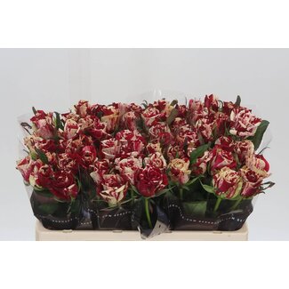 Freshy Grootbloemige Roos “Harlequin” | Kleur: Wit Rood | Lengte ± 50 centimeter | Per 20 verse rozen