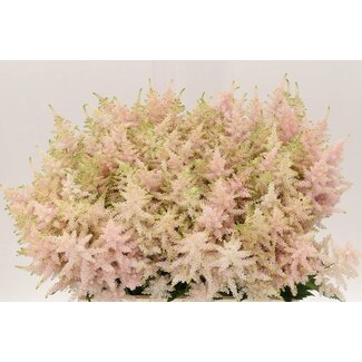 Freshy Astilbe Ja Europa