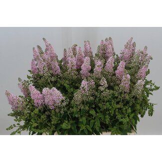 Freshy Spiraea Sal Pink Inn
