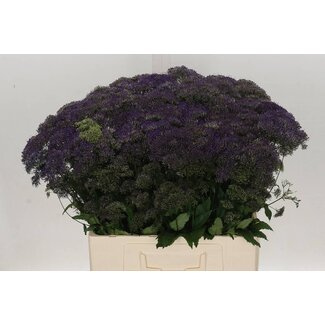 Freshy Trachelium Purple “Lake Michigan” | Colour: Purple | Length ± 60 centimeter | Per 20 stems fresh flowers