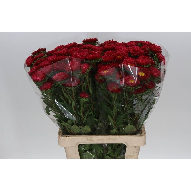 Callistephus summer aster Spray “Red” | Colour: Red | Length ± 70 centimeter | Per 20 fresh flowers