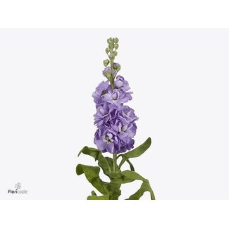 Freshy Stock Matthiola “Mathilda Lavender” | Colour: Purple | Length ± 65 centimetre | Per 10 stems fresh flowers