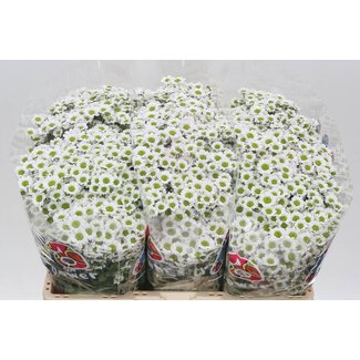 Freshy Chrysanthemum Chrysanthemum Santini “Mad Lindi White” | Colour: White | Length ± 55 centimetre | Per 25 stems fresh flowers