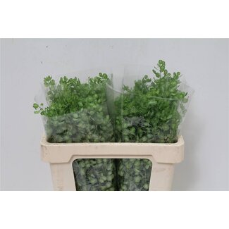 Freshy Thlaspi shepherd's purse “Butterfly” | Colour: Green | Length ± 45 centimetre | Per 50 stems fresh flowers