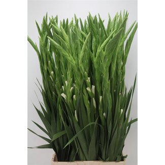 Freshy Large-flowered Gladiolus Gladiolus “Nova Zembla” | Colour: White | Length ± 115 centimeter | Per 10 stems fresh flowers