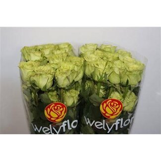Freshy Rosen “Supergreen” | Couleur: Vert | Longueur ± 60 centimeter | Par 25 roses