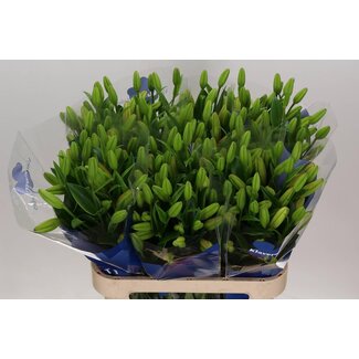 Freshy Lily Longiflorum x Asiatic Lily Aqua “Scansano” | Colour: White | Length ± 90 centimeter | Per 10 stems fresh flowers