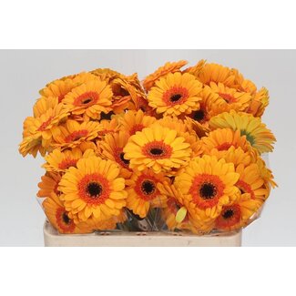 Freshy Germini Aqua “Jazzy” | Couleur: Jaune | Longueur ± 50 centimeter | Par 20 fleurs fraîches
