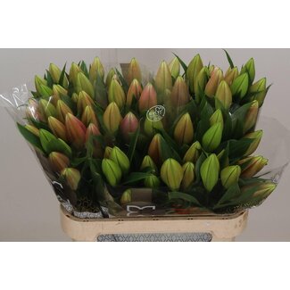 Freshy Lily Oriental Aqua “Passionne” | Colour: Pink | Length ± 85 centimetre | Per 10 stems fresh flowers