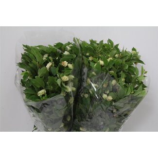 Freshy Carpinus Haagbeuk “Hoppe” | Kleur: Groen | Lengte ± 70 centimeter | Per 5 bossen