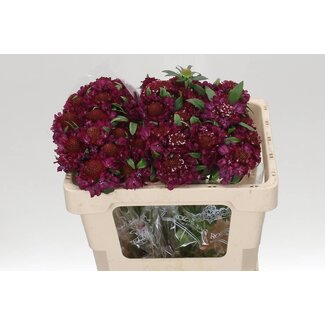 Freshy Scabiosa Duifkruid “Raspberry Scoop” | Colour: Red | Length ± 50 centimeter | Per 30 fresh flowers