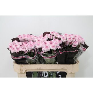 Freshy Spray chrysanthemum Chrysanthemum “Sugarbunny” | Colour: Pink | Length ± 70 centimeter | Per 10 stems fresh flowers