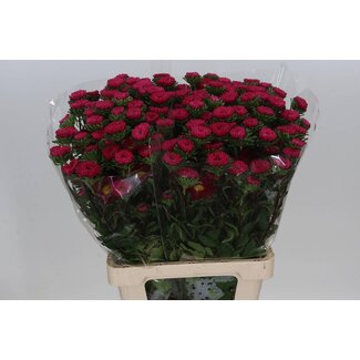 Freshy Callistephus Zomeraster Spray “Hot Pink” | Colour: Pink | Length ± 70 centimetre | Per 20 fresh flowers
