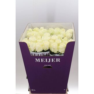 Freshy Roses “Avalanche Meijer White” | Colour: White | Length ± 90 centimetre | Per 10 roses