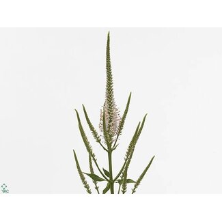 Freshy Veronicastrum Virginicum “Pink Glow” | Kleur: Wit | Lengte ± 100 centimeter | Per 20 stelen verse bloemen