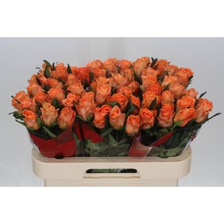Freshy Roses “On Fire” | Colour: Orange | Length ± 60 centimeter | Per 20 roses