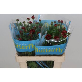 Freshy Ranunculus Ranunculus Butterfly “Hades” | Colour: Red | Length ± 50 centimetre | Per 10 stems fresh flowers