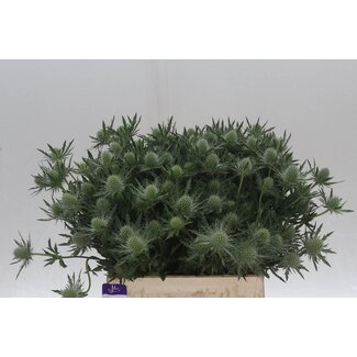 Freshy Eryngium Cross-thistle Gemini “Questar” | Colour: Grey | Length ± 40 centimeter | Per 20 stems fresh flowers