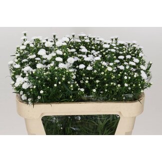 Freshy Hollandse Aster “Pretty Wendy” | Kleur: Wit | Lengte ± 70 centimeter | Per 25 verse bloemen