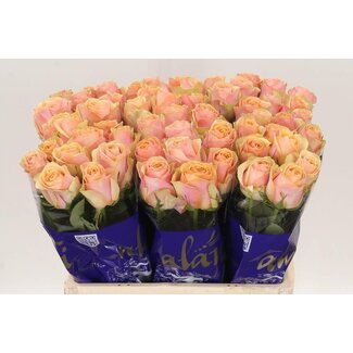 Freshy Rozen “Dividend” | Kleur: Roze | Lengte ± 60 centimeter | Per 10 rozen