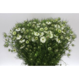Freshy Nigella Love-in-a-mist Damascena White | Kleur: White | Lengte ± 60 centimeter | Per 5 bunches