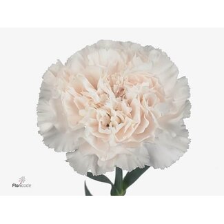 Freshy Hollandse Anjer “Moon Golem” | Kleur: Wit | Lengte ± 60 centimeter | Per 20 verse bloemen