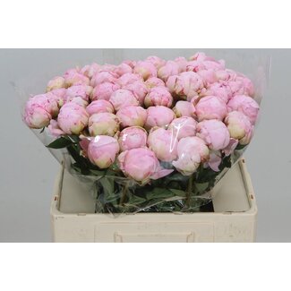 Freshy Paeonia Peony Lactiflora “Pillow Talk” | Colour: Pink | Length ± 55 centimeter | Per 10 fresh peonies