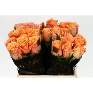 Freshy Roses “Carpe Diem” | Colour: Orange | Length ± 40 centimetre | Per 20 roses