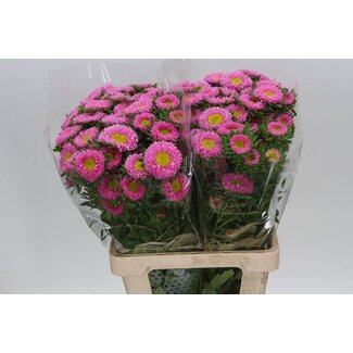 Freshy Callistephus Summer Aster Spray “Pink Light” | Colour: Pink | Length ± 70 centimeter | Per 20 fresh flowers