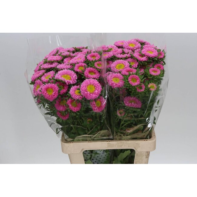 Callistephus Summer aster Spray “Pink Light” | Colour: Pink | Length ± 70 centimeter | Per 20 fresh flowers