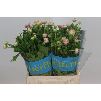 Freshy Ranunculus Ranonkel Butterfly “Hera” | Kleur: Roze | Lengte ± 40 centimeter | Per 10 stelen verse bloemen