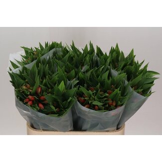 Freshy Alstroemeria Incalelie “Estee” | Couleur: Rouge | Longueur ± 75 centimètres | Par 10 tiges de fleurs fraîches