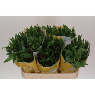 Freshy Alstroemeria Incalelie “Noize” | Colour: Red | Length ± 75 centimetre | Per 10 stems fresh flowers