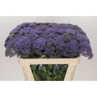 Freshy Trachelium Blau “Lake Michigan” | Farbe: Lila | Länge ± 70 centimeter | Pro 20 Stiele frische Blumen