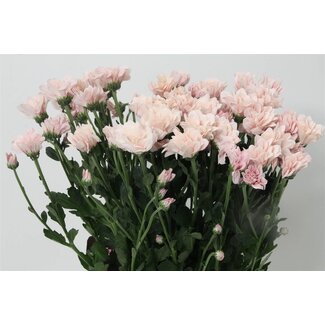 Freshy Spray chrysanthemum Chrysanthemum “Babe” | Colour: Pink | Length ± 70 centimetre | Per 10 stems fresh flowers