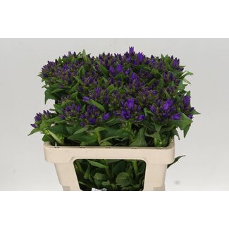 Freshy Campanula Bellflower “Danielle” | Colour: Purple | Length ± 55 centimeter | Per 10 stems fresh flowers