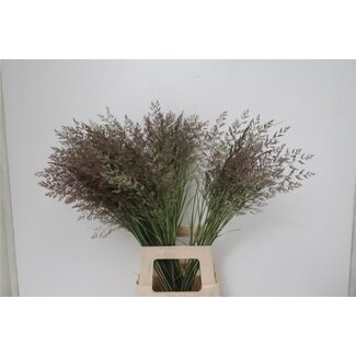 Freshy Calamagrostis Brachy Organic Ostrich reed | Colour: Red | Length ± 80 centimetre | Per 50 bunches