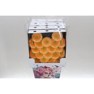 Freshy Germini Mini Gerberas Pomponi Aqua “Peachy” | Colour: Orange | Length ± 50 centimetre | Per 20 fresh flowers