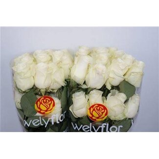 Freshy Rozen “Proud” | Kleur: Wit | Lengte ± 50 centimeter | Per 25 rozen