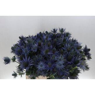 Freshy Eryngium Cross-thistle “Donard Variety” | Colour: Purple | Length ± 65 centimetre | Per 5 bunches