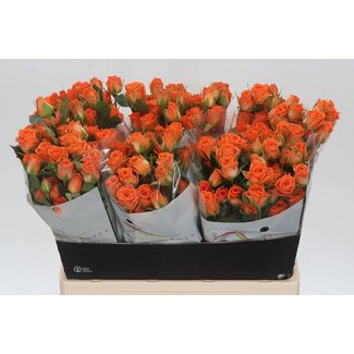 Freshy Rose en grappe néerlandaise “Picanto” | Couleur: Orange | Longueur ± 60 centimètres | Par 15 roses fraîches