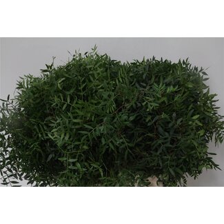 Freshy Pistacia Pistachio branches Long | Colour: Green | Length ± 60 centimetre | Per 5 bunches
