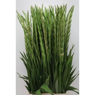 Freshy Large-flowered Gladiolus Gladiolus “Adrenalin” | Colour: Pink | Length ± 100 centimeter | Per 10 stems fresh flowers