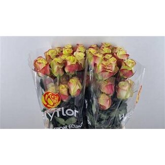 Freshy Roses “Journey” | Couleur: Jaune Rouge | Longueur ± 40 centimeter | Par 25 roses
